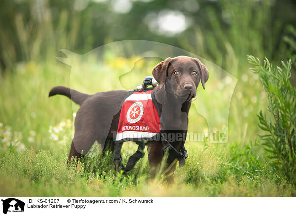 Labrador Retriever Welpe / Labrador Retriever Puppy / KS-01207