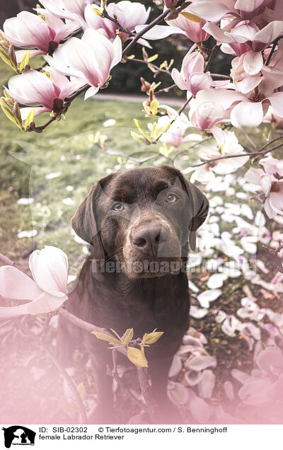 Labrador Retriever Hndin / female Labrador Retriever / SIB-02302