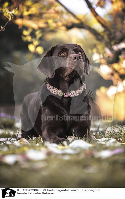 Labrador Retriever Hndin / female Labrador Retriever / SIB-02304