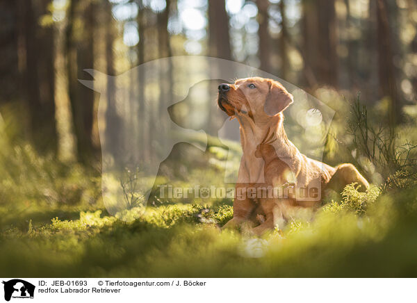 redfox Labrador Retriever / redfox Labrador Retriever / JEB-01693