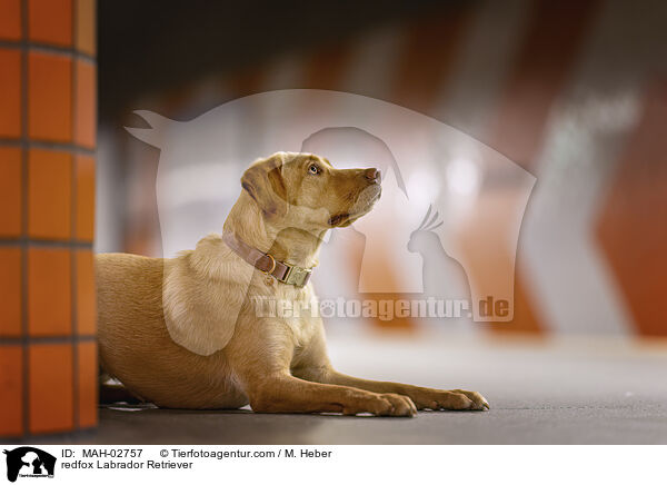 redfox Labrador Retriever / redfox Labrador Retriever / MAH-02757