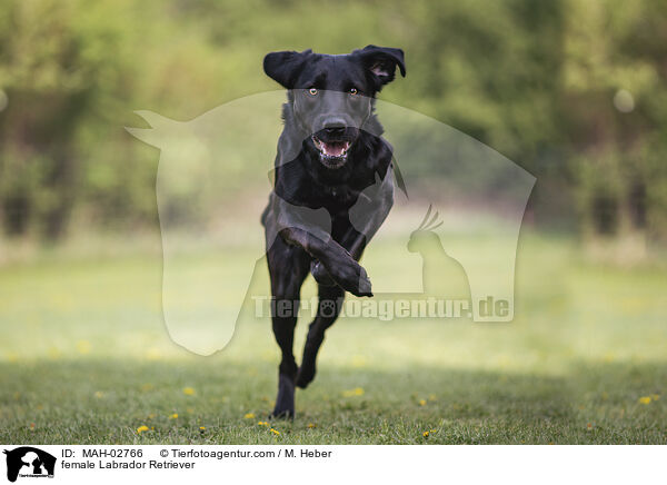 Labrador Retriever Hndin / female Labrador Retriever / MAH-02766