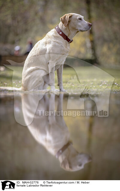 Labrador Retriever Hndin / female Labrador Retriever / MAH-02776