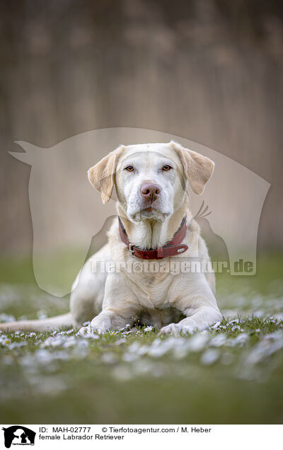 Labrador Retriever Hndin / female Labrador Retriever / MAH-02777