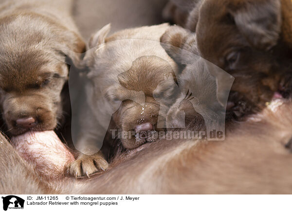Labrador Retriever mit Mischlingswelpen / Labrador Retriever with mongrel puppies / JM-11265