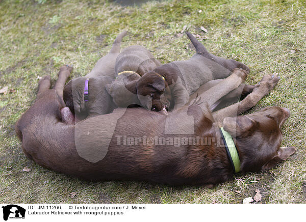 Labrador Retriever mit Mischlingswelpen / Labrador Retriever with mongrel puppies / JM-11266