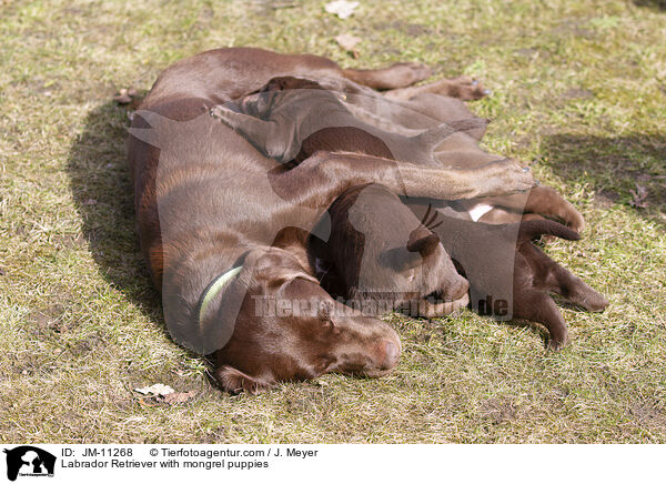 Labrador Retriever mit Mischlingswelpen / Labrador Retriever with mongrel puppies / JM-11268