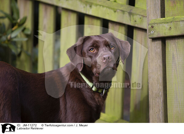 Labrador Retriever / Labrador Retriever / JM-11272
