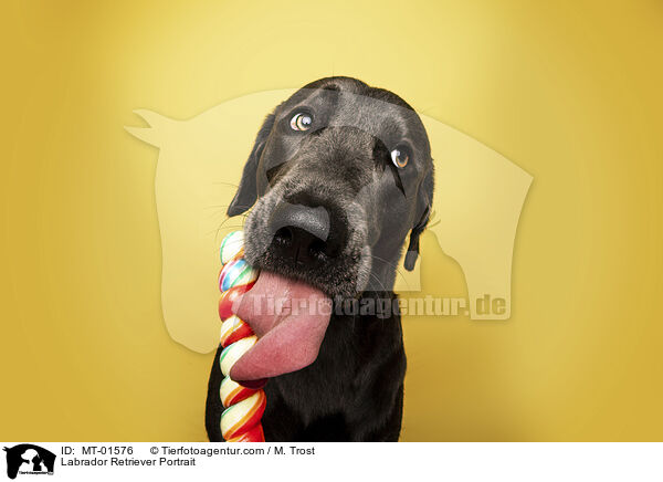 Labrador Retriever Portrait / Labrador Retriever Portrait / MT-01576