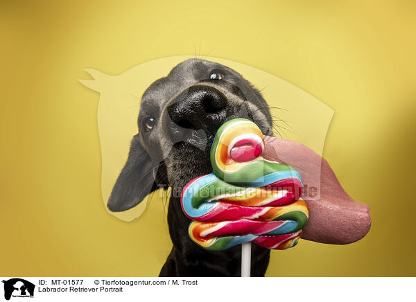 Labrador Retriever Portrait / Labrador Retriever Portrait / MT-01577