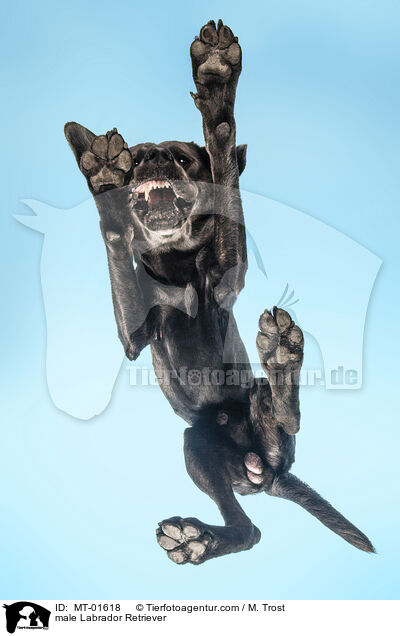 Labrador Retriever Rde / male Labrador Retriever / MT-01618