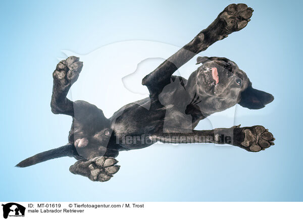 Labrador Retriever Rde / male Labrador Retriever / MT-01619