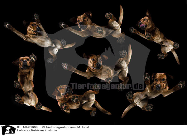 Labrador Retriever im Studio / Labrador Retriever in studio / MT-01666