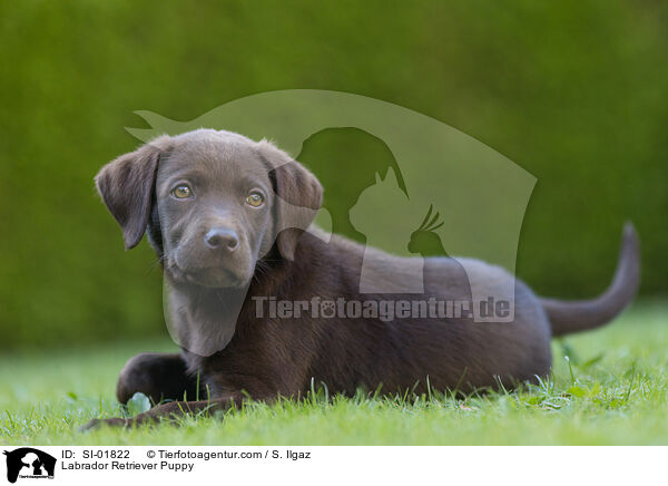 Labrador Retriever Welpe / Labrador Retriever Puppy / SI-01822