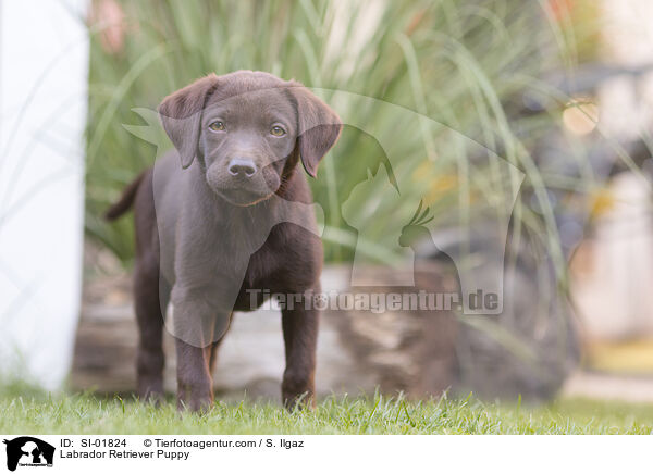Labrador Retriever Welpe / Labrador Retriever Puppy / SI-01824