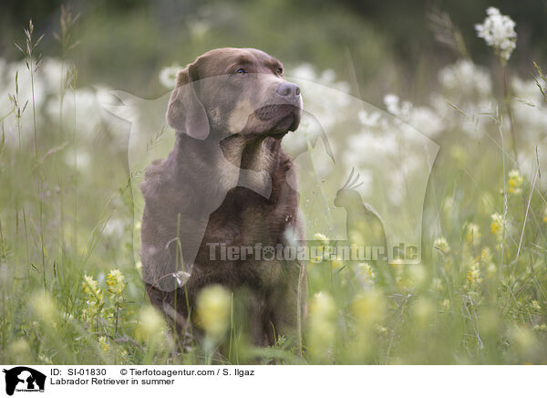 Labrador Retriever im Sommer / Labrador Retriever in summer / SI-01830