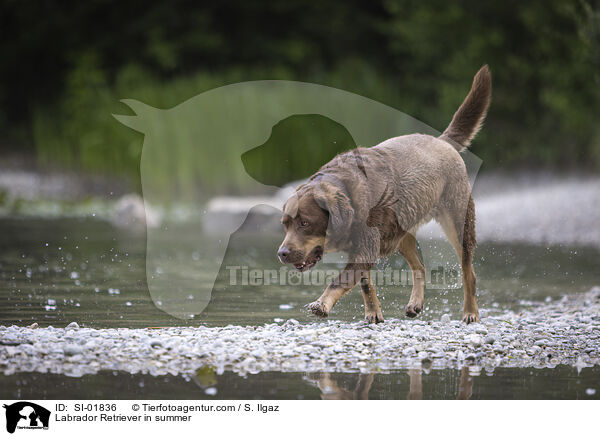 Labrador Retriever im Sommer / Labrador Retriever in summer / SI-01836