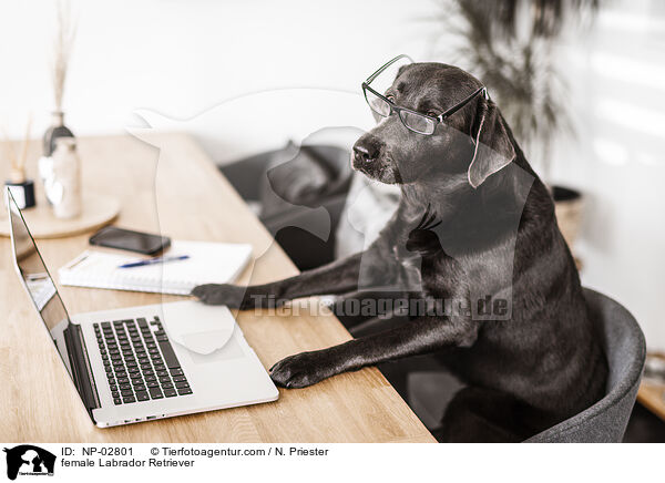 female Labrador Retriever / NP-02801