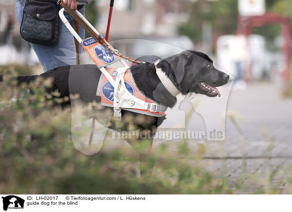 Blindenfhrhund / guide dog for the blind / LH-02017