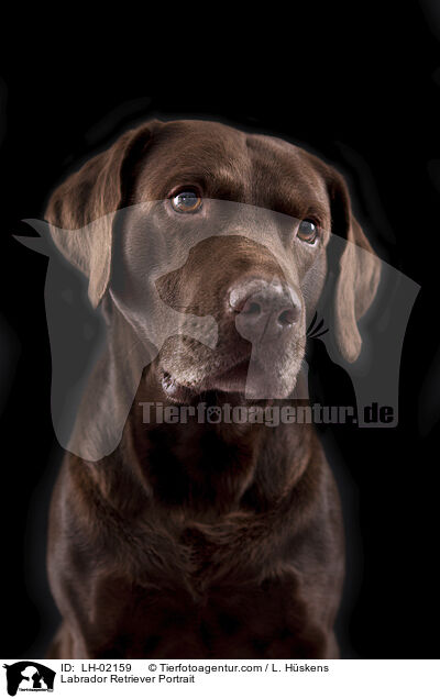 Labrador Retriever Portrait / Labrador Retriever Portrait / LH-02159