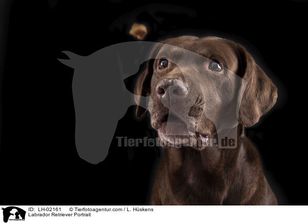 Labrador Retriever Portrait / Labrador Retriever Portrait / LH-02161