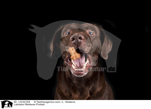 Labrador Retriever Portrait / Labrador Retriever Portrait / LH-02164