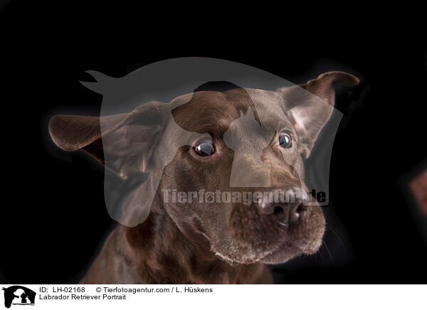 Labrador Retriever Portrait / Labrador Retriever Portrait / LH-02168
