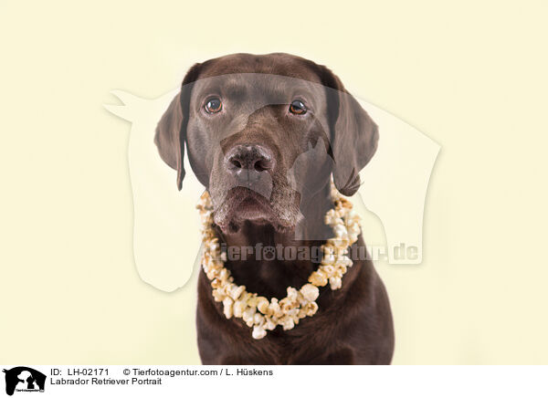 Labrador Retriever Portrait / Labrador Retriever Portrait / LH-02171