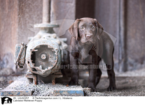 Labrador Retriever Welpe / Labrador Retriever Puppy / LH-02257