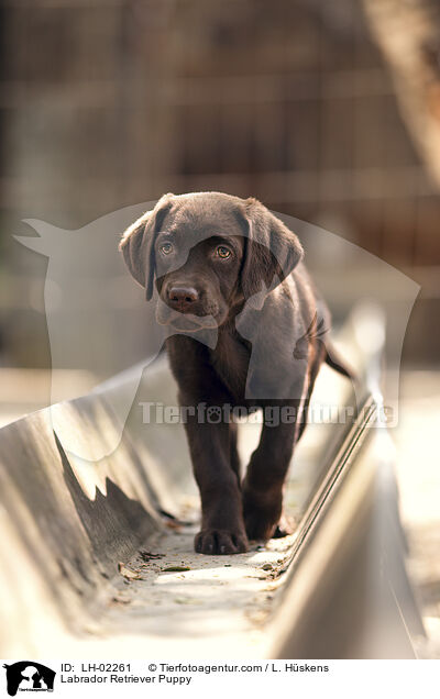 Labrador Retriever Welpe / Labrador Retriever Puppy / LH-02261