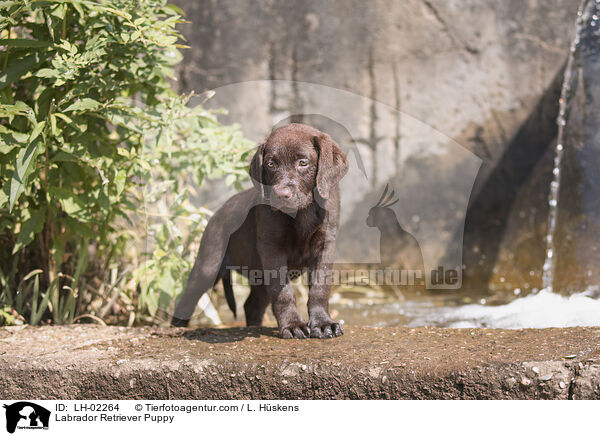 Labrador Retriever Welpe / Labrador Retriever Puppy / LH-02264