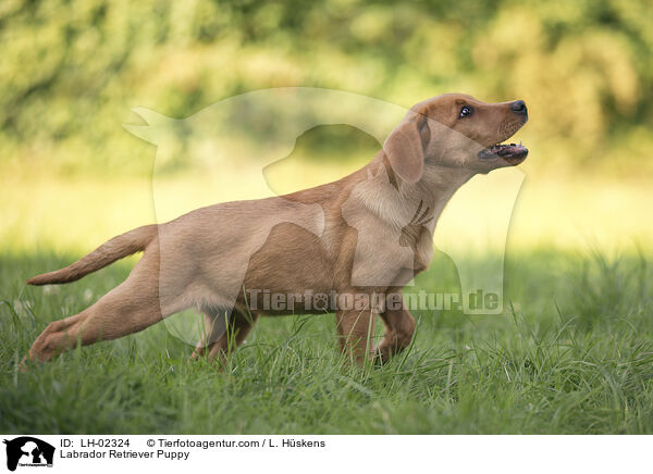 Labrador Retriever Welpe / Labrador Retriever Puppy / LH-02324