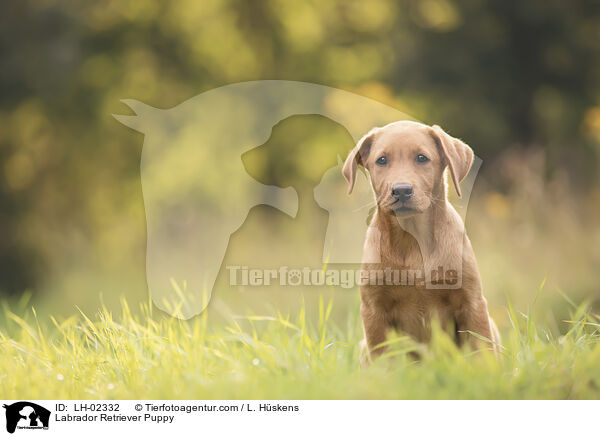 Labrador Retriever Welpe / Labrador Retriever Puppy / LH-02332