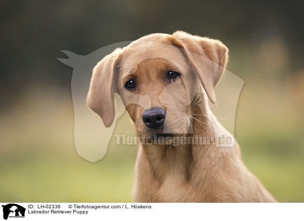Labrador Retriever Welpe / Labrador Retriever Puppy / LH-02336