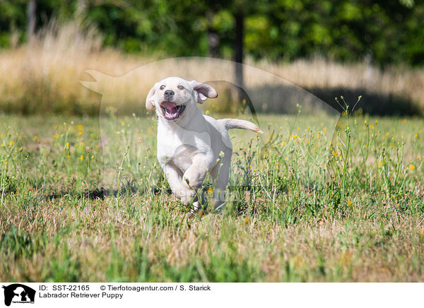 Labrador Retriever Puppy / SST-22165