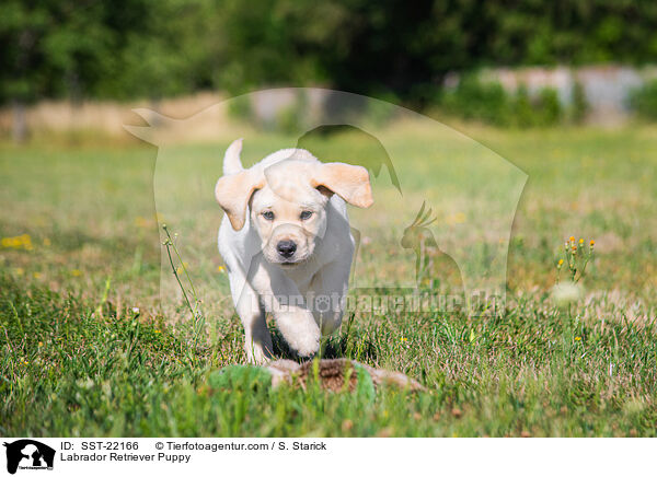 Labrador Retriever Puppy / SST-22166