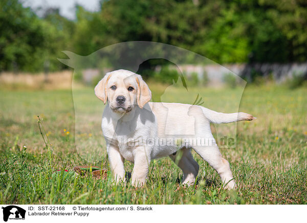 Labrador Retriever Welpe / Labrador Retriever Puppy / SST-22168
