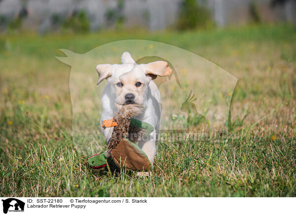 Labrador Retriever Welpe / Labrador Retriever Puppy / SST-22180