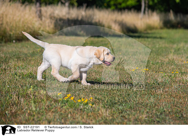 Labrador Retriever Welpe / Labrador Retriever Puppy / SST-22191