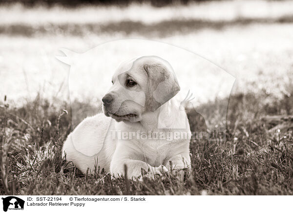 Labrador Retriever Puppy / SST-22194