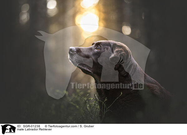 Labrador Retriever Rde / male Labrador Retriever / SGR-01238