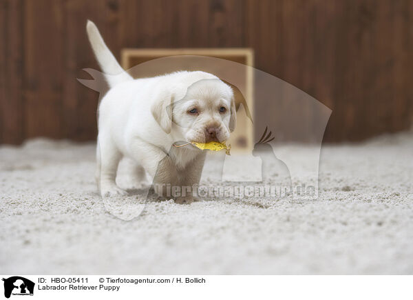 Labrador Retriever Welpe / Labrador Retriever Puppy / HBO-05411