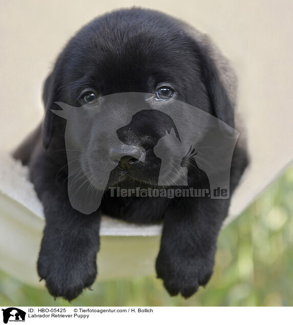 Labrador Retriever Welpe / Labrador Retriever Puppy / HBO-05425