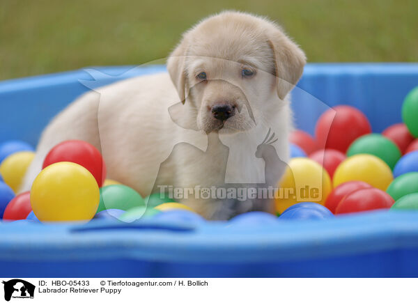 Labrador Retriever Welpe / Labrador Retriever Puppy / HBO-05433