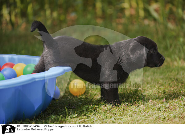 Labrador Retriever Welpe / Labrador Retriever Puppy / HBO-05434