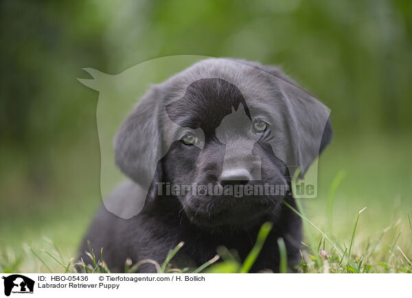 Labrador Retriever Welpe / Labrador Retriever Puppy / HBO-05436