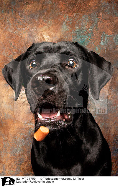 Labrador Retriever im Studio / Labrador Retriever in studio / MT-01759