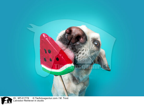 Labrador Retriever im Studio / Labrador Retriever in studio / MT-01778