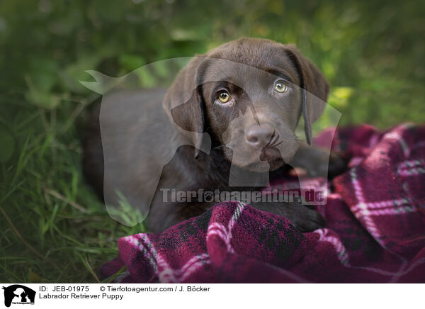 Labrador Retriever Welpe / Labrador Retriever Puppy / JEB-01975