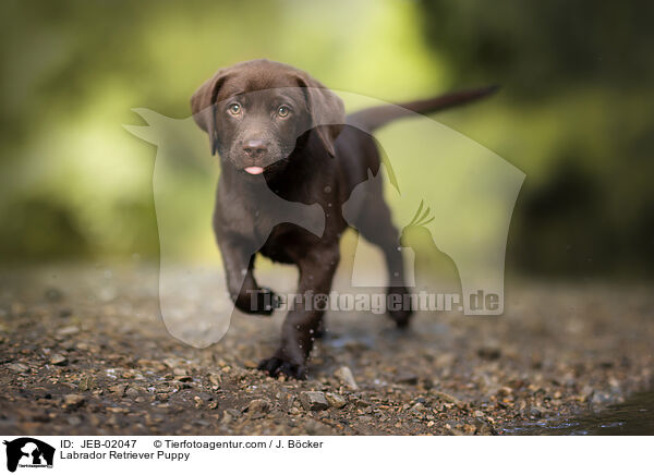 Labrador Retriever Welpe / Labrador Retriever Puppy / JEB-02047